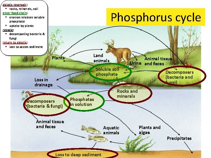 abiotic reservoir: § rocks, minerals, soil enter food chain: § erosion releases soluble phosphate