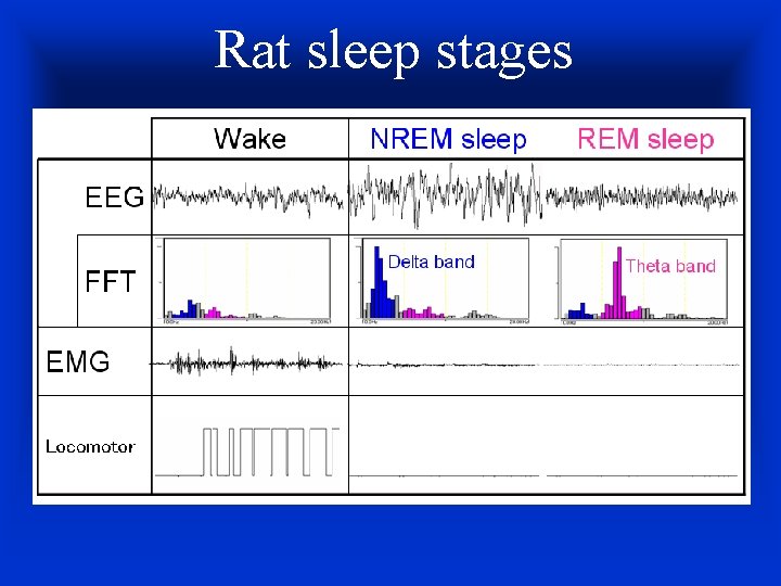Rat sleep stages 