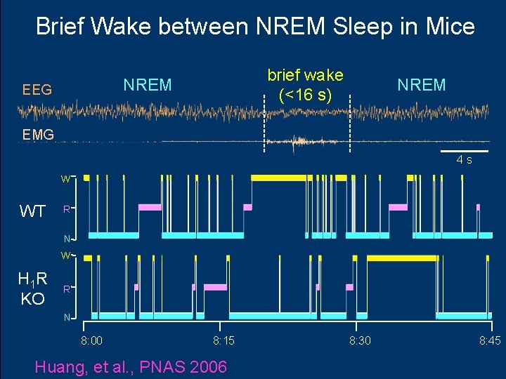 Brief Wake between NREM Sleep in Mice brief wake (<16 s) NREM EEG NREM