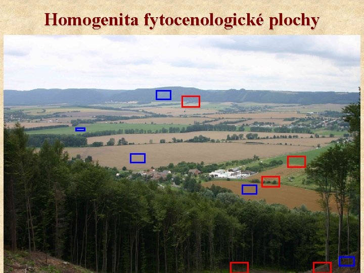 Homogenita fytocenologické plochy 