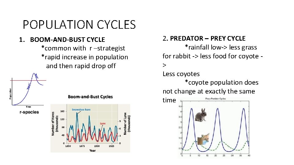 POPULATION CYCLES 1. BOOM-AND-BUST CYCLE *common with r –strategist *rapid increase in population and