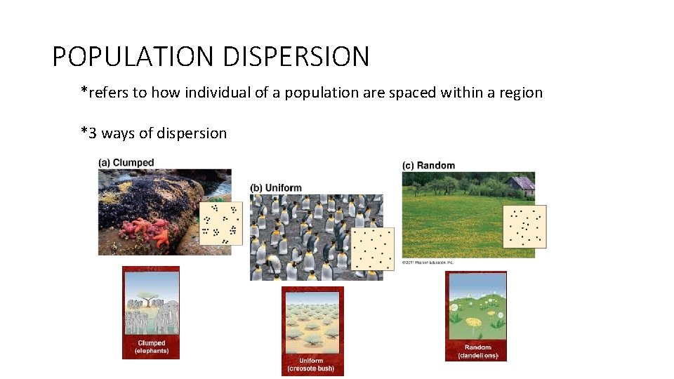 POPULATION DISPERSION *refers to how individual of a population are spaced within a region