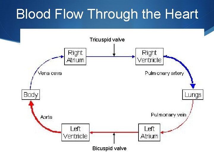 Blood Flow Through the Heart Tricuspid valve Bicuspid valve 