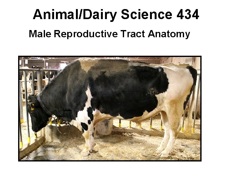 Animal/Dairy Science 434 Male Reproductive Tract Anatomy 