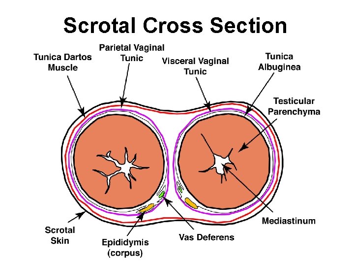 Scrotal Cross Section 