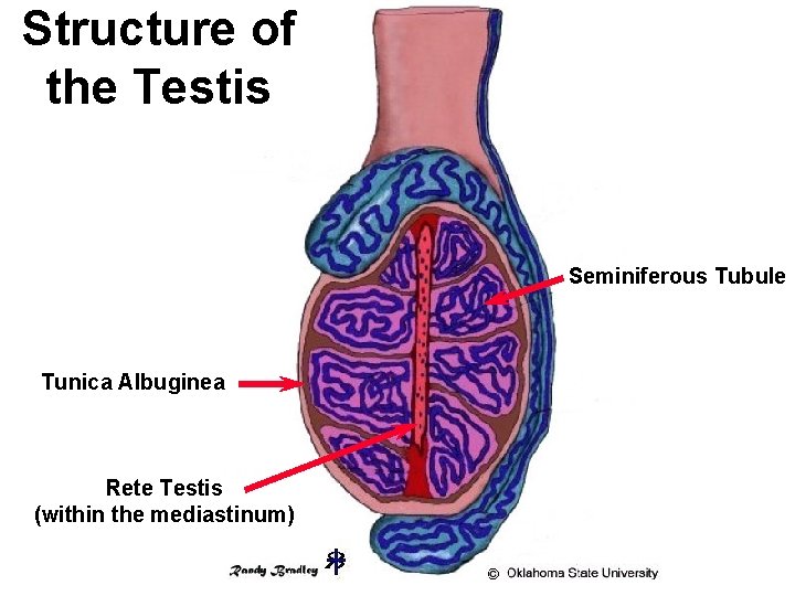 Structure of the Testis Seminiferous Tubule Tunica Albuginea Rete Testis (within the mediastinum) 