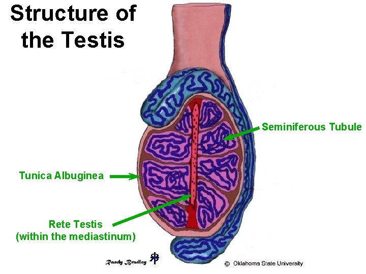 Structure of the Testis Seminiferous Tubule Tunica Albuginea Rete Testis (within the mediastinum) 