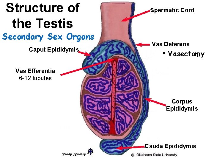 Structure of the Testis Secondary Sex Organs Caput Epididymis Spermatic Cord Vas Deferens •