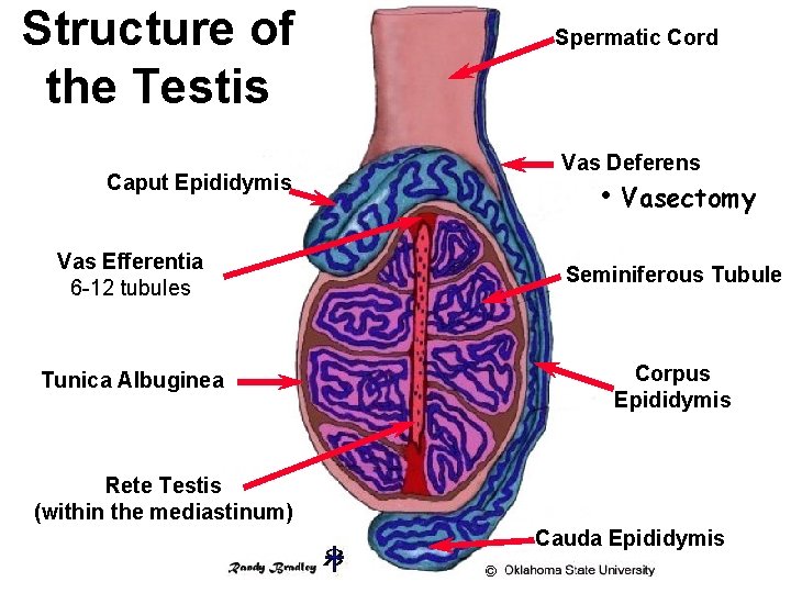 Structure of the Testis Caput Epididymis Spermatic Cord Vas Deferens • Vasectomy Vas Efferentia