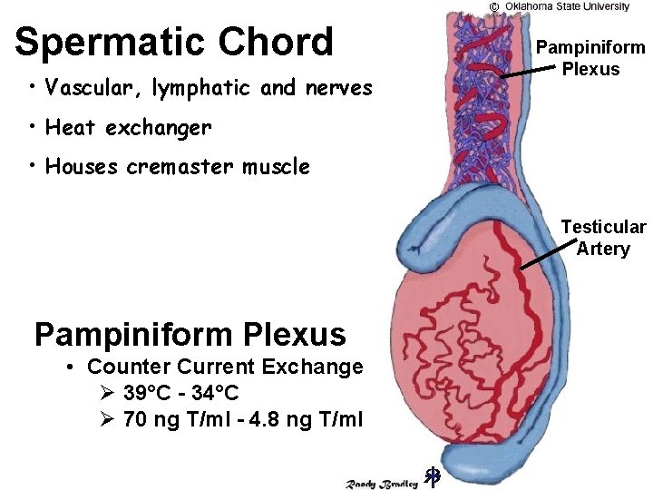 Spermatic Chord • Vascular, lymphatic and nerves Pampiniform Plexus • Heat exchanger • Houses