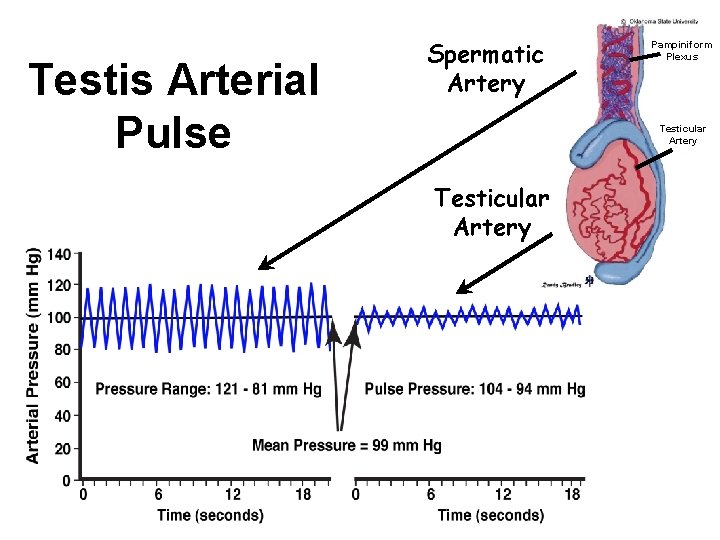 Testis Arterial Pulse Spermatic Artery Pampiniform Plexus Testicular Artery 