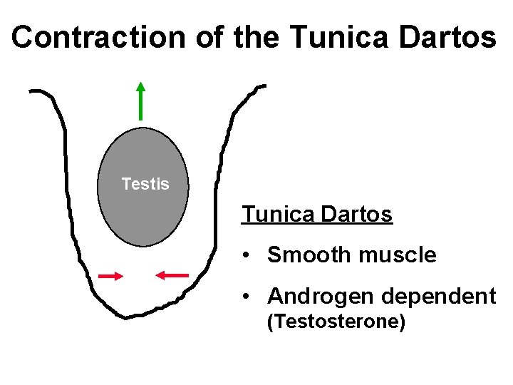 Contraction of the Tunica Dartos Testis Tunica Dartos • Smooth muscle • Androgen dependent