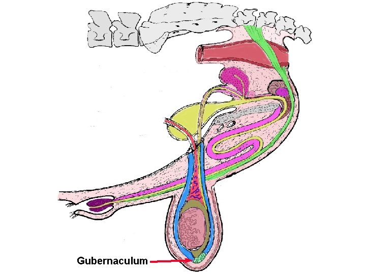 Bull Tract Gubernaculum 