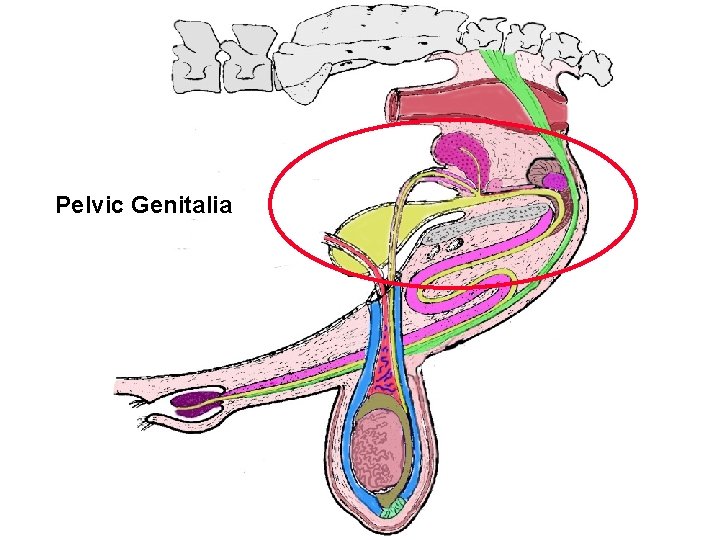 Bull Tract Pelvic Genitalia 