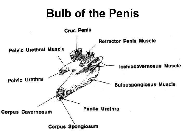 Bulb of the Penis 