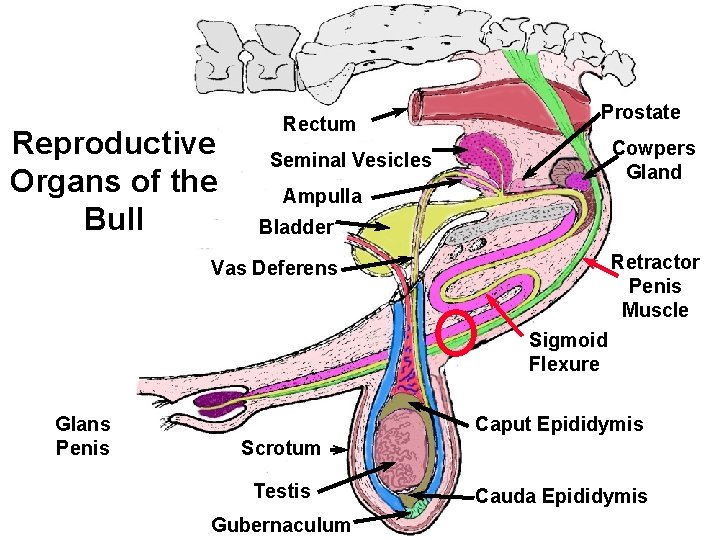 Reproductive Organs of the Bull Rectum Prostate Cowpers Gland Seminal Vesicles Ampulla Bladder Retractor