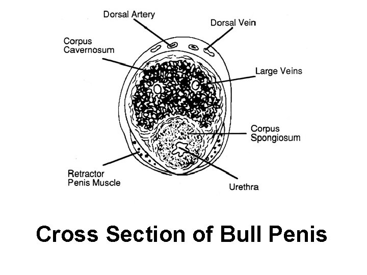 Cross Section of Bull Penis 