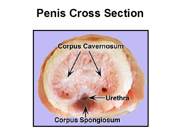 Penis Cross Section 