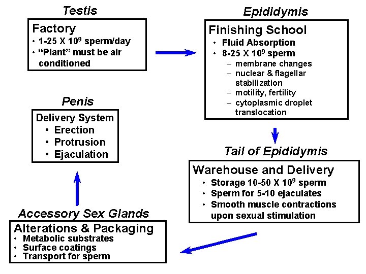 Testis Factory • 1 -25 X 109 sperm/day • “Plant” must be air conditioned