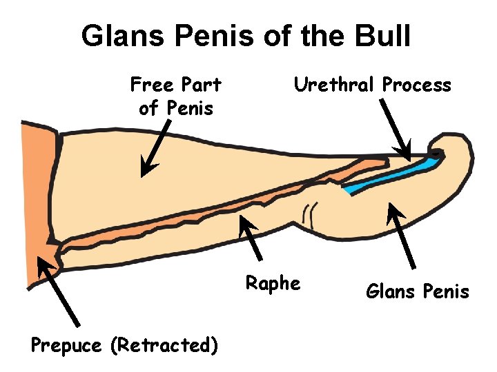 Glans Penis of the Bull Free Part of Penis Urethral Process Raphe Prepuce (Retracted)