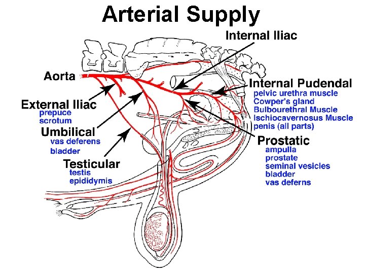 Arterial Supply 