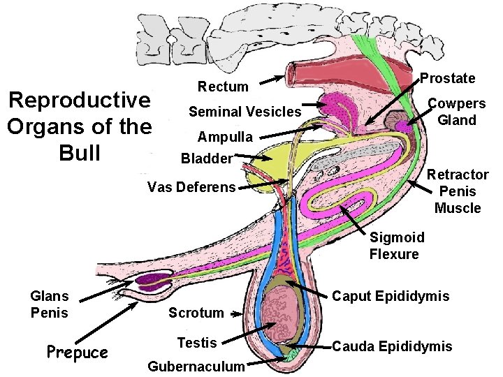 Reproductive Organs of the Bull Rectum Prostate Cowpers Gland Seminal Vesicles Ampulla Bladder Retractor