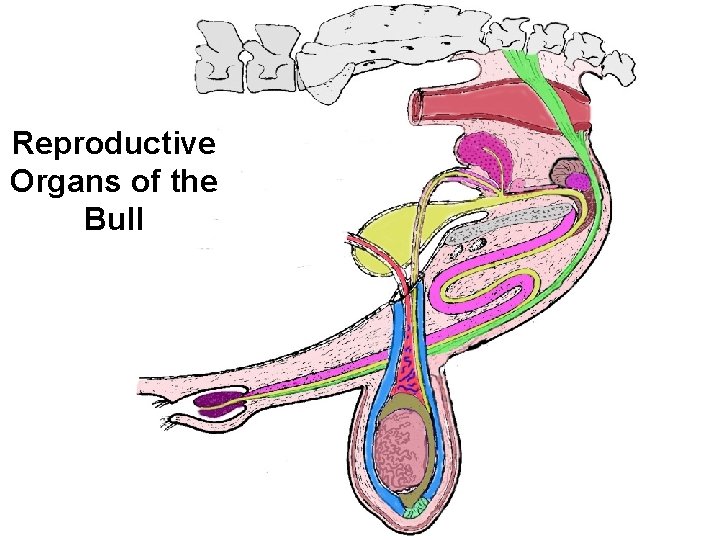 Reproductive Organs of the Bull 