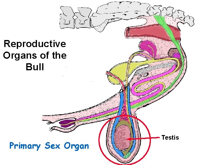 Reproductive Organs of the Bull Primary Sex Organ Testis 