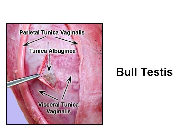 Bull Testis 