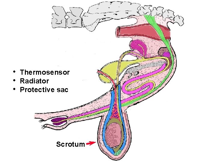 Bull Tract • • • Thermosensor Radiator Protective sac Scrotum 