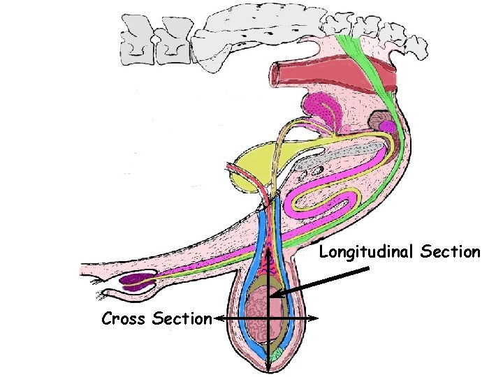Bull Tract Longitudinal Section Cross Section 