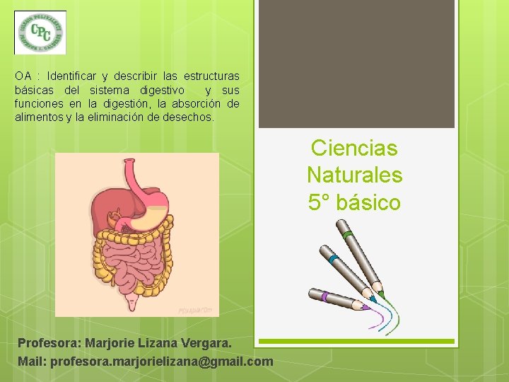 OA : Identificar y describir las estructuras básicas del sistema digestivo y sus funciones