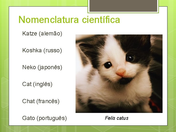 Nomenclatura científica Katze (alemão) Koshka (russo) Neko (japonês) Cat (inglês) Chat (francês) Gato (português)