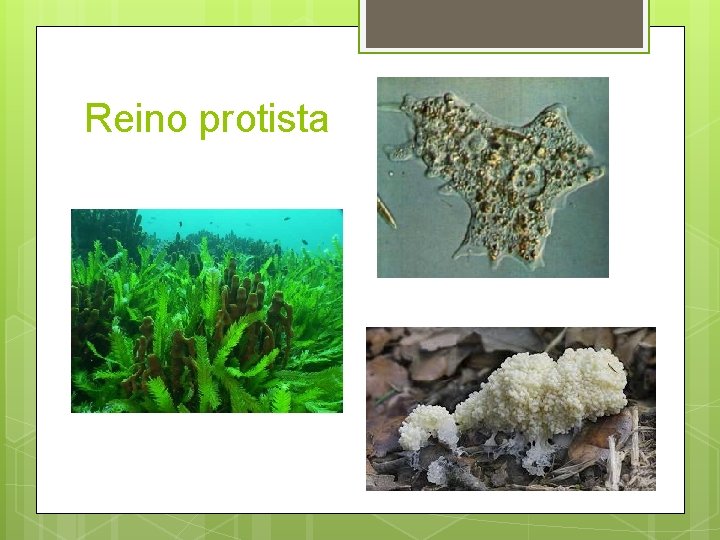 Reino protista 