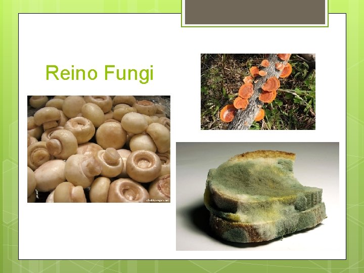 Reino Fungi 