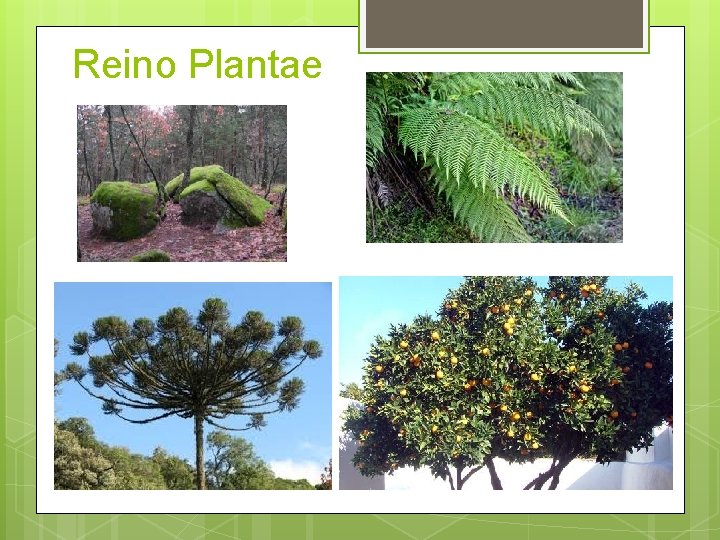 Reino Plantae 