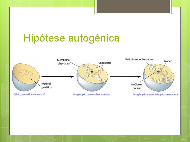 Hipótese autogênica 