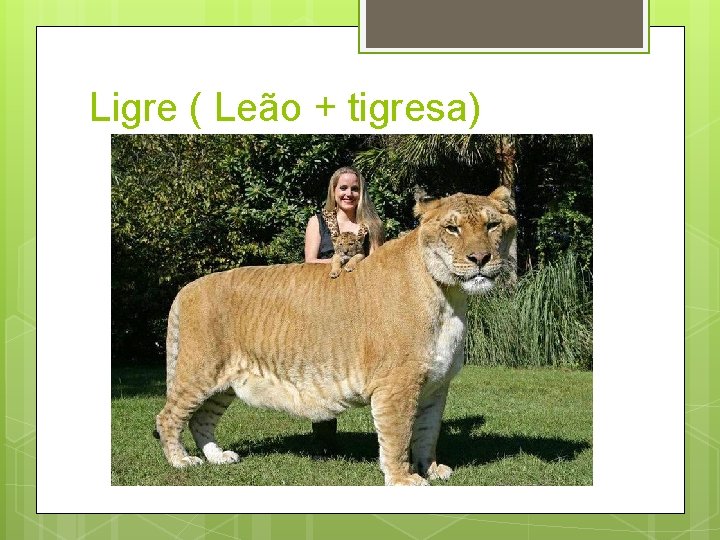 Ligre ( Leão + tigresa) 