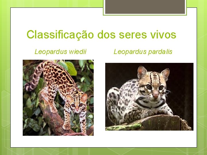 Classificação dos seres vivos Leopardus wiedii Leopardus pardalis 