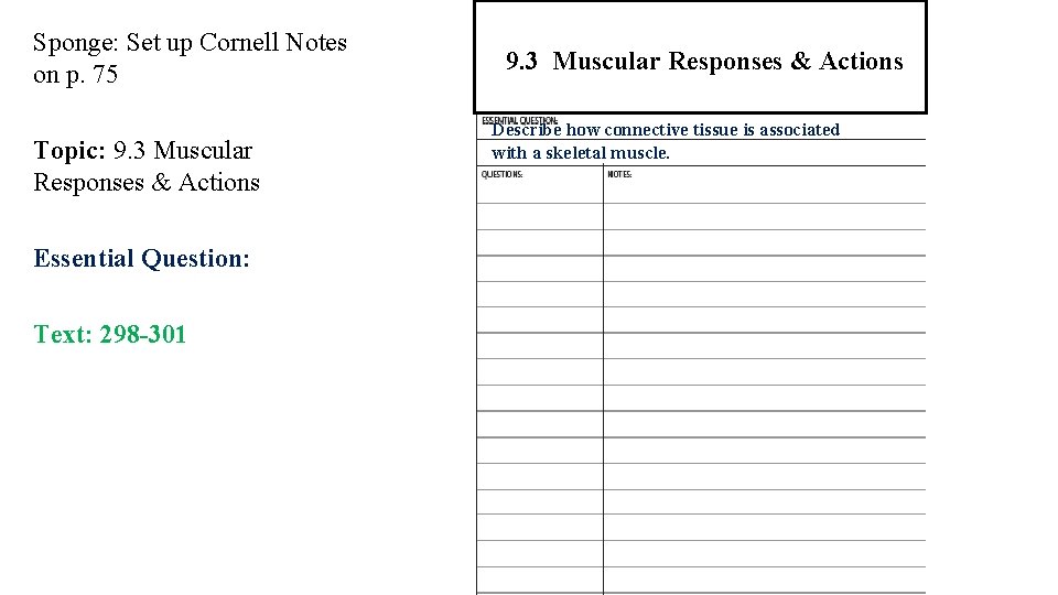 Sponge: Set up Cornell Notes on p. 75 Topic: 9. 3 Muscular Responses &