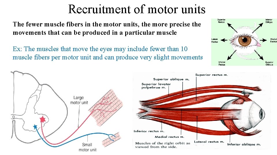 Recruitment of motor units The fewer muscle fibers in the motor units, the more