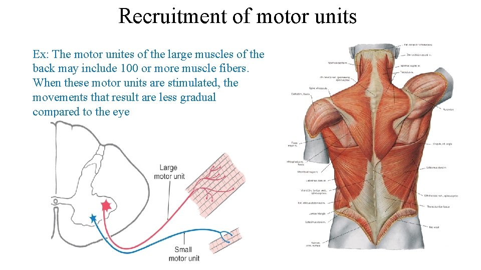 Recruitment of motor units Ex: The motor unites of the large muscles of the