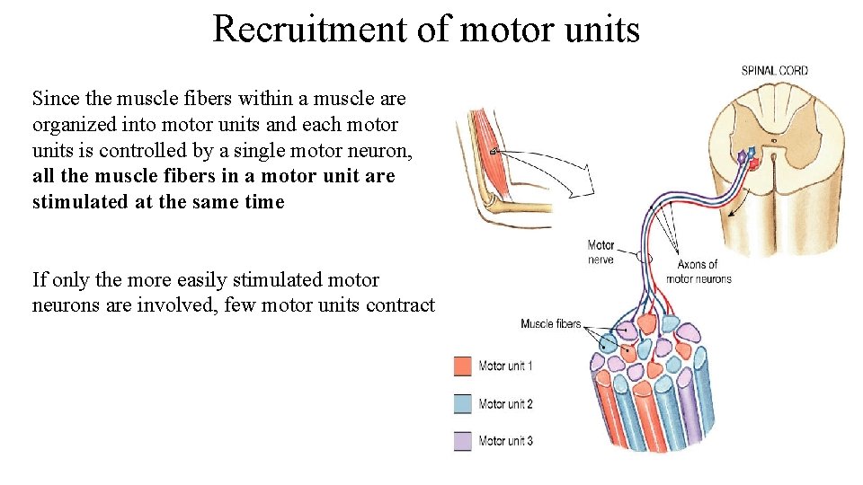 Recruitment of motor units Since the muscle fibers within a muscle are organized into