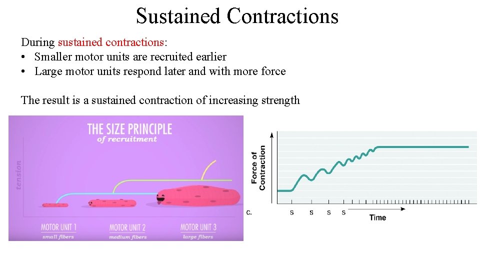 Sustained Contractions During sustained contractions: • Smaller motor units are recruited earlier • Large