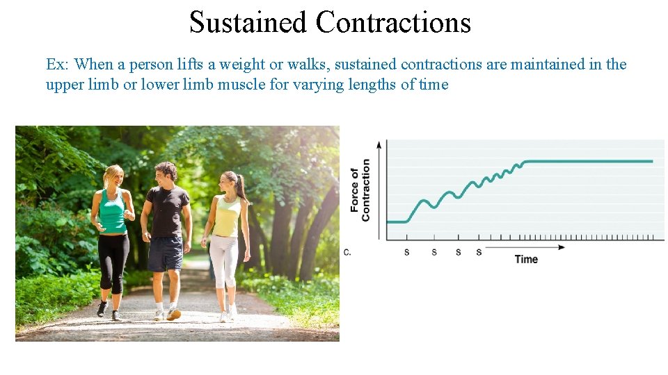 Sustained Contractions Ex: When a person lifts a weight or walks, sustained contractions are