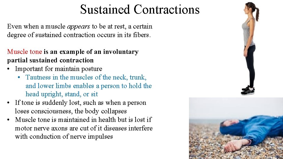 Sustained Contractions Even when a muscle appears to be at rest, a certain degree