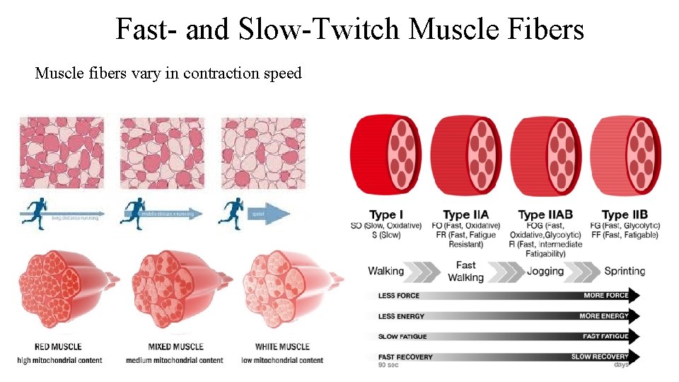 Fast- and Slow-Twitch Muscle Fibers Muscle fibers vary in contraction speed 