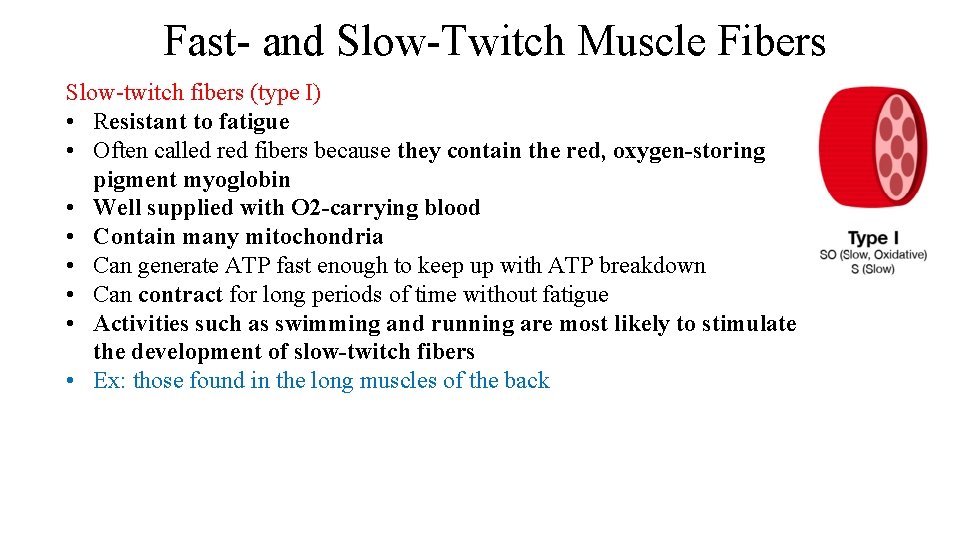 Fast- and Slow-Twitch Muscle Fibers Slow-twitch fibers (type I) • Resistant to fatigue •