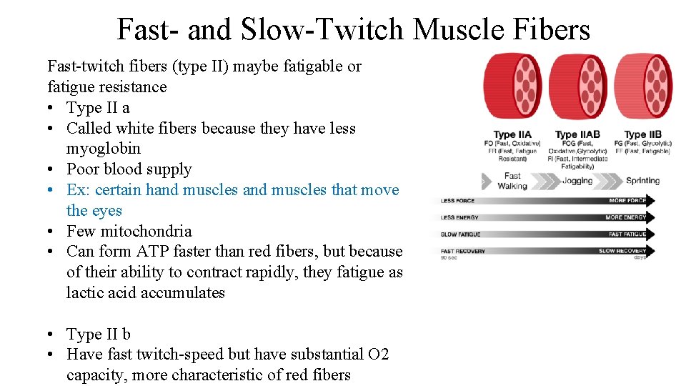 Fast- and Slow-Twitch Muscle Fibers Fast-twitch fibers (type II) maybe fatigable or fatigue resistance
