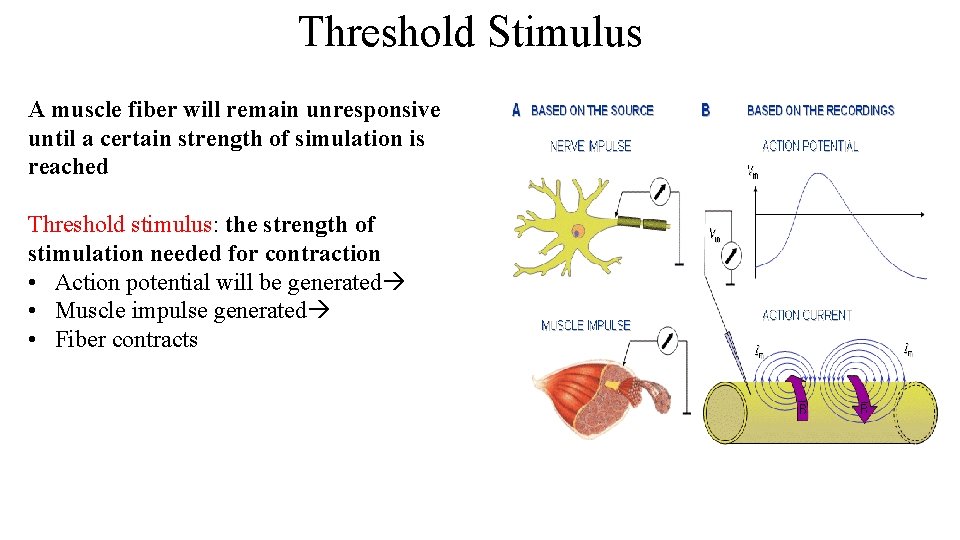 Threshold Stimulus A muscle fiber will remain unresponsive until a certain strength of simulation